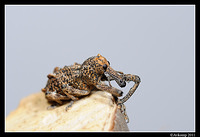 elephant weevil 0839