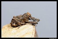 elephant weevil 0841