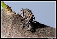 elephant weevil 0843