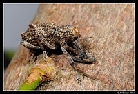 elephant weevil 0845