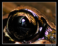 froggy 27 eye