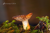 fungi focus stack 1