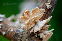 fungi focus stack 2