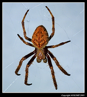 golden-orb-weaver-1