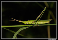 grasshopper 2640