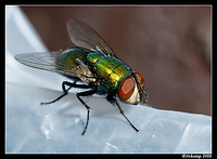 green fly 4