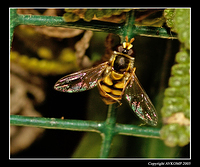 hoverfly