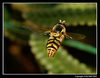 hoverfly2