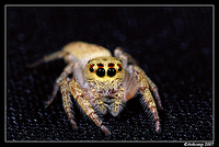 jumping spider 10