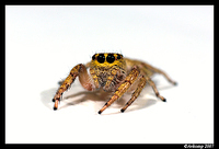 jumping spider 11