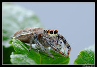 jumping spider 1511