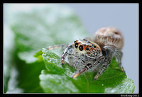 jumping spider 1512