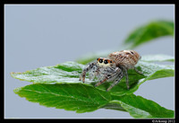 jumping spider 1515