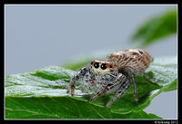 jumping spider 1516