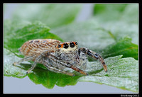 jumping spider 1520