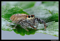 jumping spider 1521