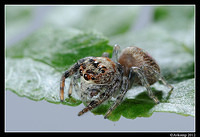 jumping spider 1522