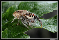 jumping spider 1525