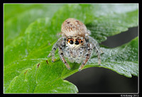 jumping spider 1526