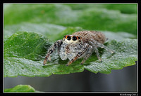 jumping spider 1527