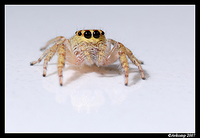 jumping spider 18