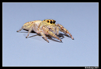 jumping spider 22