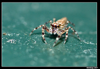 jumping spider 376