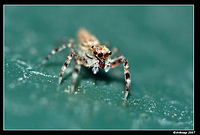 jumping spider 379