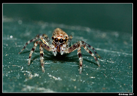 jumping spider 380