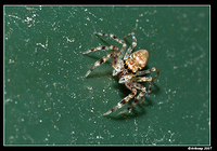 jumping spider 381