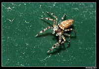 jumping spider 382