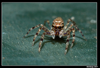 jumping spider 384