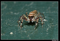 jumping spider 385