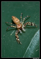 jumping spider 386