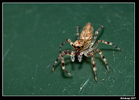 jumping spider 387