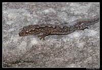 lesueurs velvet gecko 6332