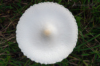 mushroom 6875