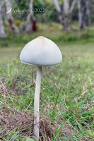 mushroom fs5 6893