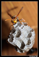 paper wasp 2832