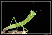 preying mantis 6683