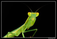 preying mantis 6686