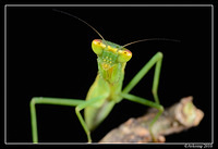 preying mantis 6687