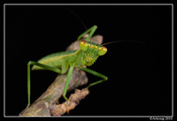 preying mantis 6689