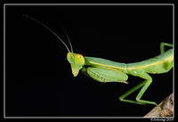 preying mantis 6690