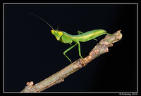 preying mantis 6691