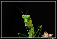 preying mantis 6692