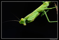 preying mantis 6694