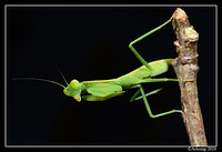 preying mantis 6696