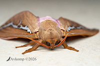 rain moth 13973