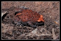 red crowned toadlet 6338